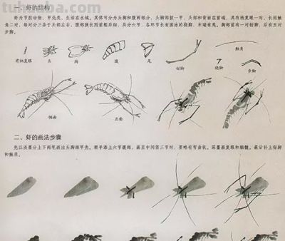 中国国画花鸟技法——几种虫儿的画法 - 图画吧TUHUABA