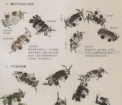 中国国画花鸟技法——几种虫儿的画法 - 图画吧TUHUABA