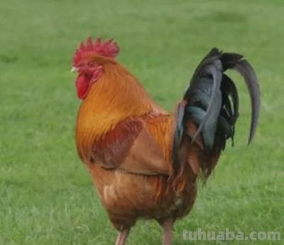 中国国画花鸟技法——几种虫儿的画法 - 图画吧TUHUABA