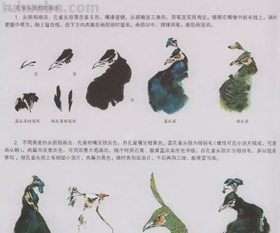 中国国画花鸟技法——几种虫儿的画法 - 图画吧TUHUABA