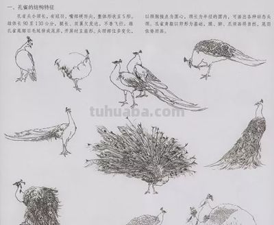 中国国画花鸟技法——几种虫儿的画法 - 图画吧TUHUABA