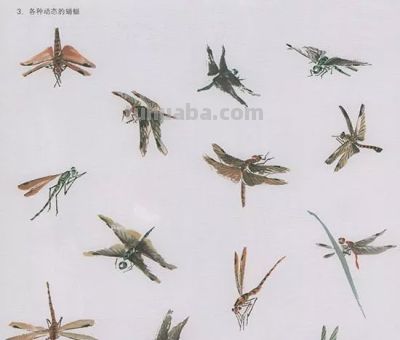 中国国画花鸟技法——几种虫儿的画法 - 图画吧TUHUABA