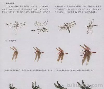 中国国画花鸟技法——几种虫儿的画法 - 图画吧TUHUABA