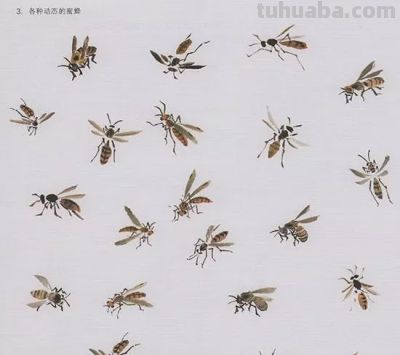 中国国画花鸟技法——几种虫儿的画法 - 图画吧TUHUABA
