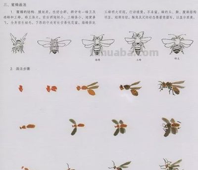 中国国画花鸟技法——几种虫儿的画法 - 图画吧TUHUABA