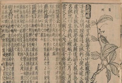 草虫画源流探赜——兼谈几点质疑 - 图画吧TUHUABA