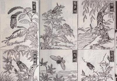 草虫画源流探赜——兼谈几点质疑 - 图画吧TUHUABA