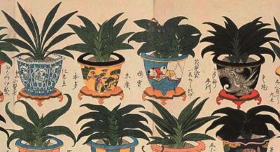 李时珍的《本草纲目》，影响了日本博物学的发展 - 图画吧TUHUABA