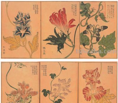 李时珍的《本草纲目》，影响了日本博物学的发展 - 图画吧TUHUABA