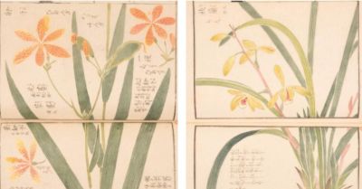 李时珍的《本草纲目》，影响了日本博物学的发展 - 图画吧TUHUABA