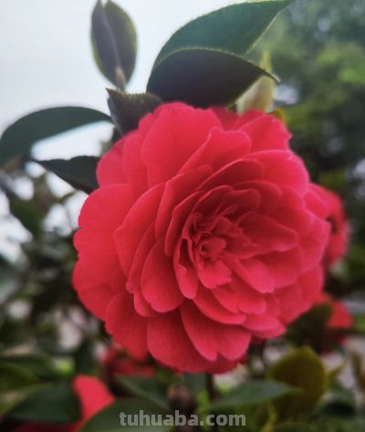 每天学摄影小技巧，我们一起变美·第三天 - 图画吧TUHUABA