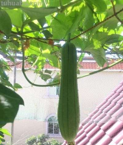 适合家庭种植的丝瓜品种大全 - 图画吧TUHUABA