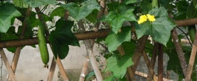 适合家庭种植的丝瓜品种大全 - 图画吧TUHUABA