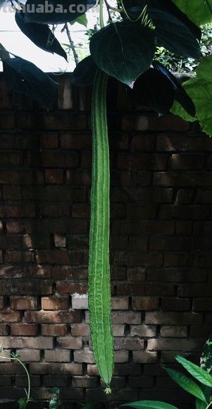 适合家庭种植的丝瓜品种大全 - 图画吧TUHUABA