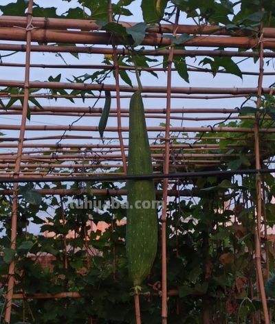 适合家庭种植的丝瓜品种大全 - 图画吧TUHUABA