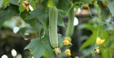 适合家庭种植的丝瓜品种大全 - 图画吧TUHUABA