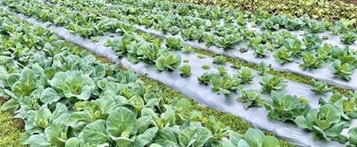 家庭种植蔬菜，如何自制蔬菜防虫剂？分享几个常用配方，简单实用 - 今日头条