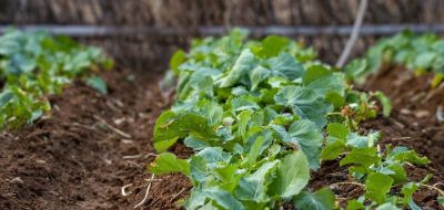 家庭种植蔬菜，如何自制蔬菜防虫剂？分享几个常用配方，简单实用 - 图画吧TUHUABA