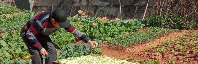 家庭种植蔬菜，如何自制蔬菜防虫剂？分享几个常用配方，简单实用 - 图画吧TUHUABA