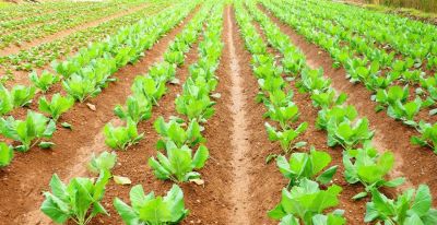 家庭种植蔬菜，如何自制蔬菜防虫剂？分享几个常用配方，简单实用 - 图画吧TUHUABA