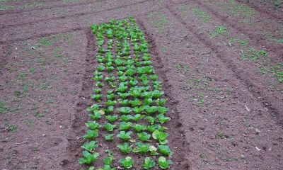 家庭种植蔬菜，如何自制蔬菜防虫剂？分享几个常用配方，简单实用 - 图画吧TUHUABA
