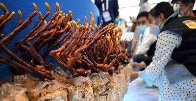 农村高收益家庭种植，1间房就能种，1斤260元，3个月收一茬！ - 今日头条