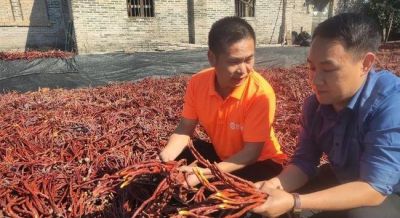 农村高收益家庭种植，1间房就能种，1斤260元，3个月收一茬！ - 图画吧TUHUABA