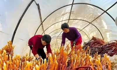 农村高收益家庭种植，1间房就能种，1斤260元，3个月收一茬！ - 图画吧TUHUABA