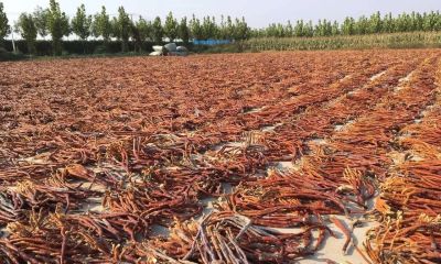 农村高收益家庭种植，1间房就能种，1斤260元，3个月收一茬！ - 图画吧TUHUABA