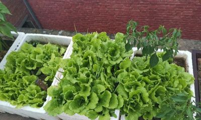 家庭用泡沫箱种植蔬菜，到底有没有危害？啥样的泡沫箱才真正有害 - 今日头条