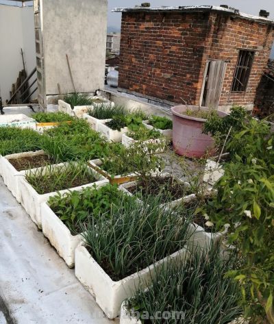 家庭用泡沫箱种植蔬菜，到底有没有危害？啥样的泡沫箱才真正有害 - 图画吧TUHUABA