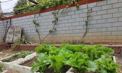 家庭用泡沫箱种植蔬菜，到底有没有危害？啥样的泡沫箱才真正有害 - 图画吧TUHUABA