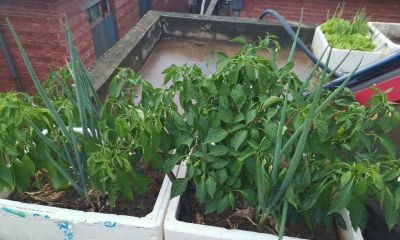 家庭用泡沫箱种植蔬菜，到底有没有危害？啥样的泡沫箱才真正有害 - 图画吧TUHUABA