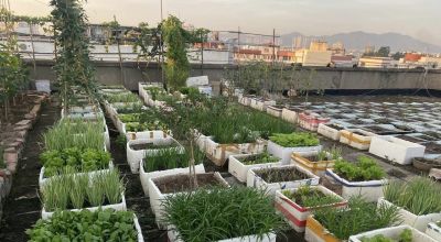 家庭用泡沫箱种植蔬菜，到底有没有危害？啥样的泡沫箱才真正有害 - 图画吧TUHUABA