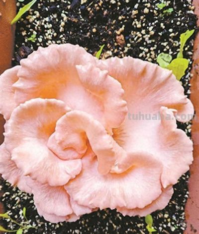 “菌种包”网上销售火爆！但在家种植有风险→ - 今日头条