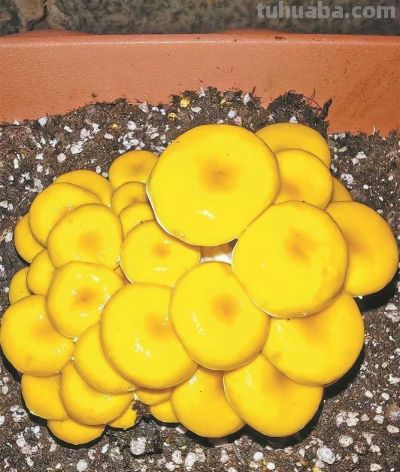 “菌种包”网上销售火爆！但在家种植有风险→ - 图画吧TUHUABA