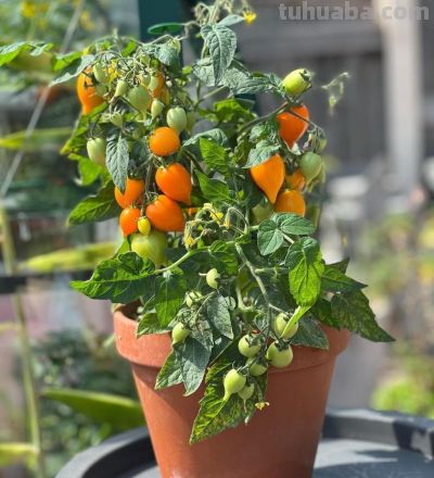 室内种植“小番茄”，“几个步骤”一年四季结果，棵棵硕果累累 - 图画吧TUHUABA