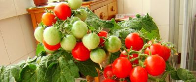 室内种植“小番茄”，“几个步骤”一年四季结果，棵棵硕果累累 - 图画吧TUHUABA