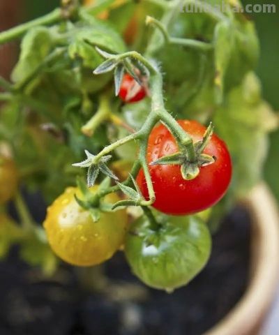 室内种植“小番茄”，“几个步骤”一年四季结果，棵棵硕果累累 - 图画吧TUHUABA