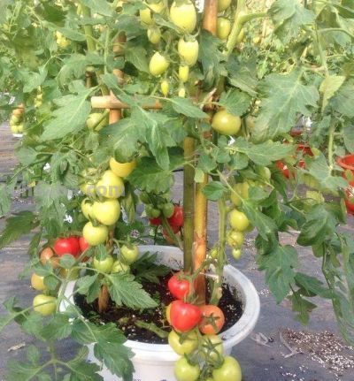 室内种植“小番茄”，“几个步骤”一年四季结果，棵棵硕果累累 - 图画吧TUHUABA