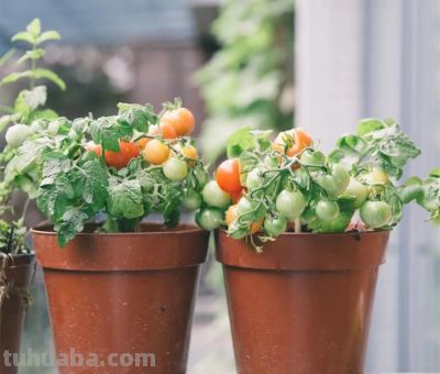 室内种植“小番茄”，“几个步骤”一年四季结果，棵棵硕果累累 - 图画吧TUHUABA