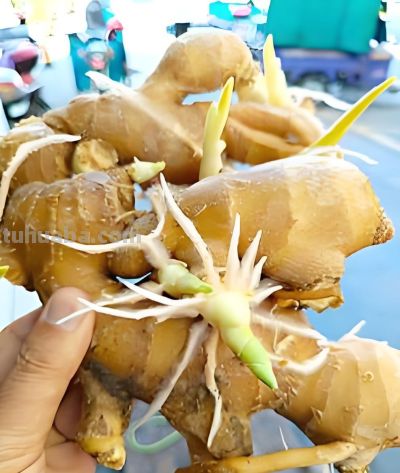 发芽生姜别扔！家庭盆栽种植指南：从催芽到收获，简单易操作 - 图画吧TUHUABA