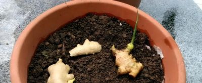 发芽生姜别扔！家庭盆栽种植指南：从催芽到收获，简单易操作 - 图画吧TUHUABA