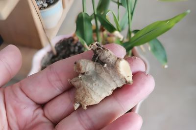 发芽生姜别扔！家庭盆栽种植指南：从催芽到收获，简单易操作 - 图画吧TUHUABA