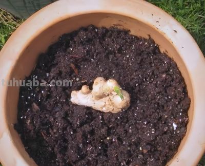 发芽生姜别扔！家庭盆栽种植指南：从催芽到收获，简单易操作 - 图画吧TUHUABA