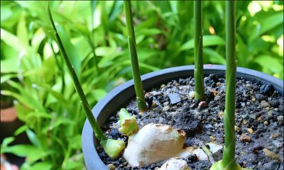 发芽生姜别扔！家庭盆栽种植指南：从催芽到收获，简单易操作 - 图画吧TUHUABA