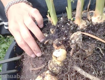 发芽生姜别扔！家庭盆栽种植指南：从催芽到收获，简单易操作 - 图画吧TUHUABA