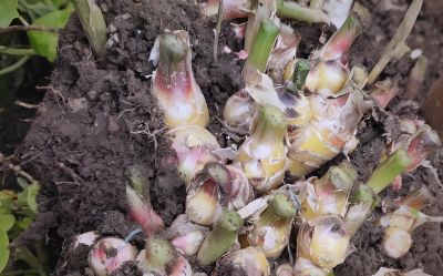 发芽生姜别扔！家庭盆栽种植指南：从催芽到收获，简单易操作 - 图画吧TUHUABA