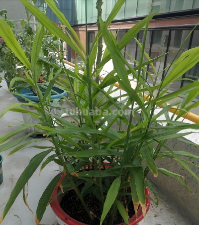 发芽生姜别扔！家庭盆栽种植指南：从催芽到收获，简单易操作 - 图画吧TUHUABA