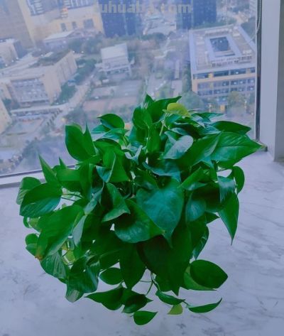 绿萝总黄叶? 老花农透露:不是水浇少了,而是你“太勤快”! - 今日头条 绿萝总黄叶? 老花农透露:不是水浇少了,而是你“太勤快”! - 图画吧TUHUABA